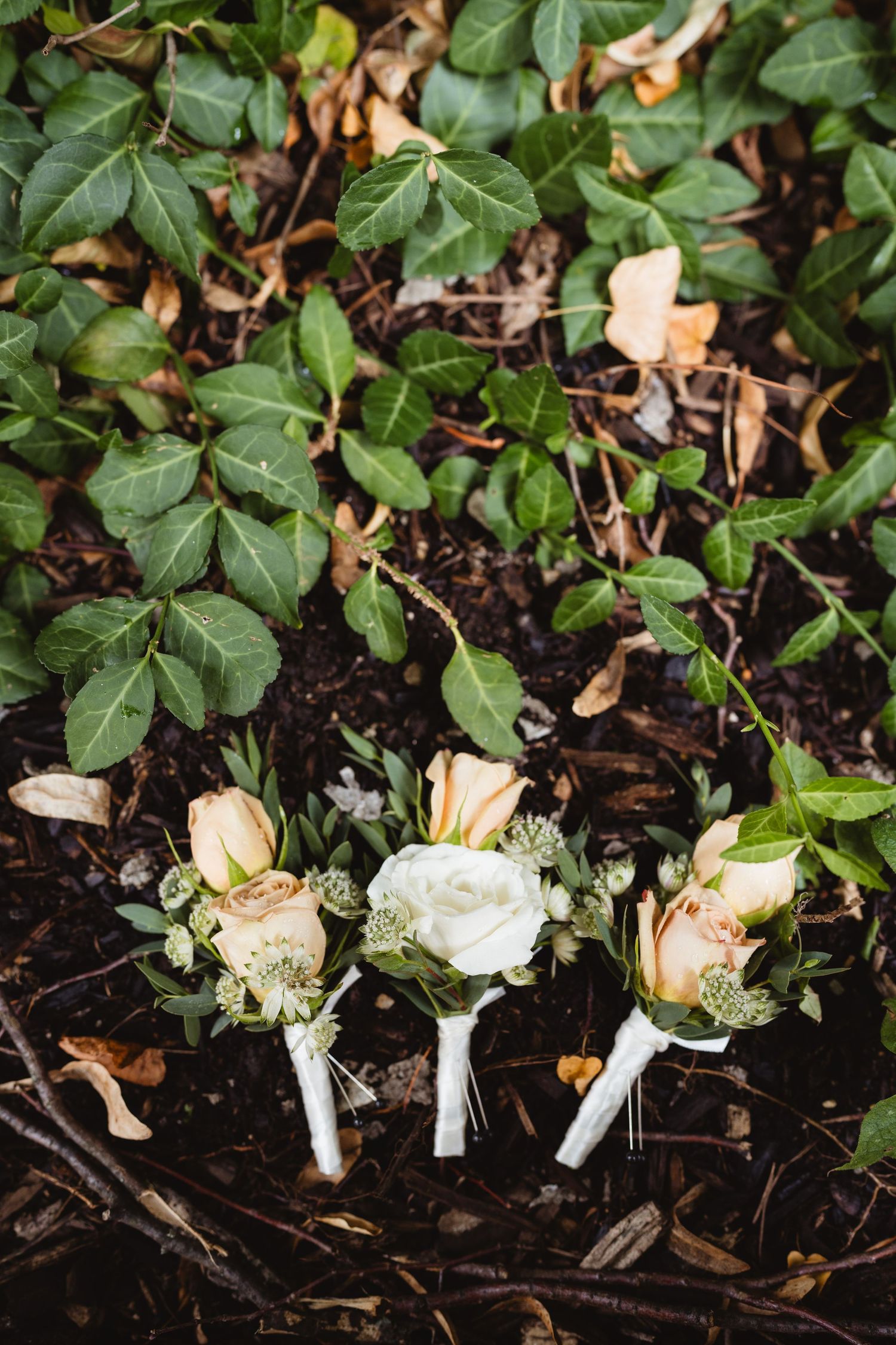 Three small white and peach roses arranged with stems wrapped in white ribbon lying on dark soil among green ivy leaves.