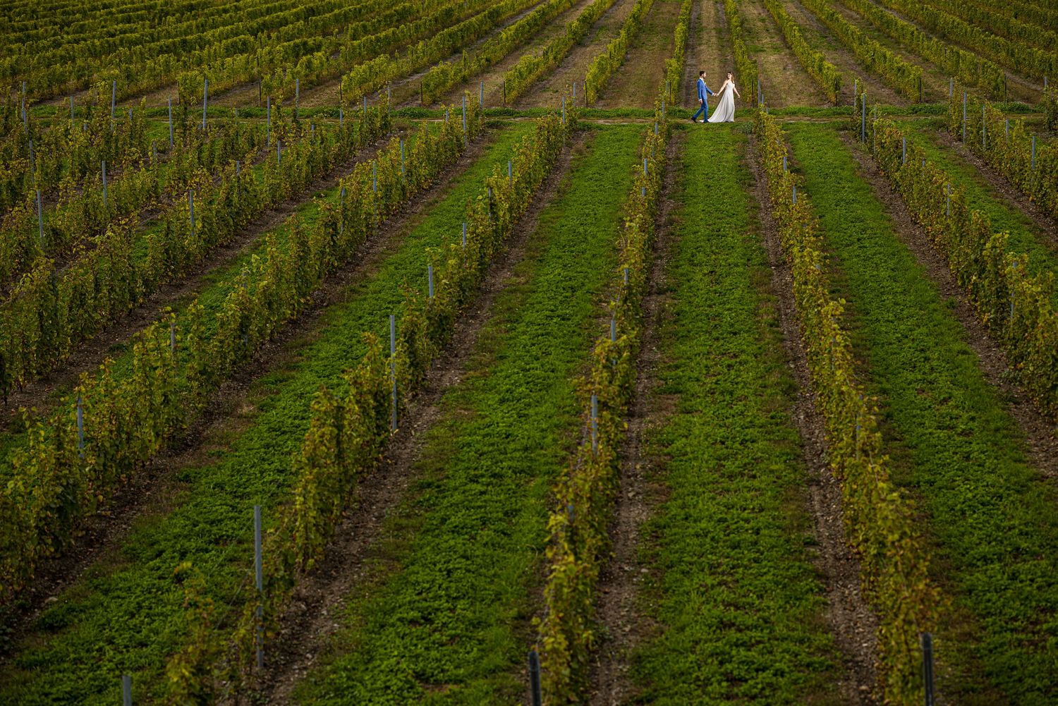 Couple de nouveaux mariés se promenant main dans la main entre les vignes du Vignoble l'Orpailleur, dans la ville de Dunham en Estrie.