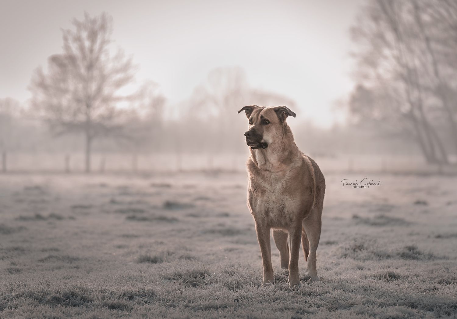 Hondenfotografie
