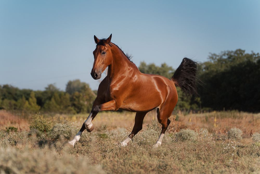 A majestic bay horse gallops freely across an open field with trees and blue sky in the background during equine photoshoot at Hunter valley