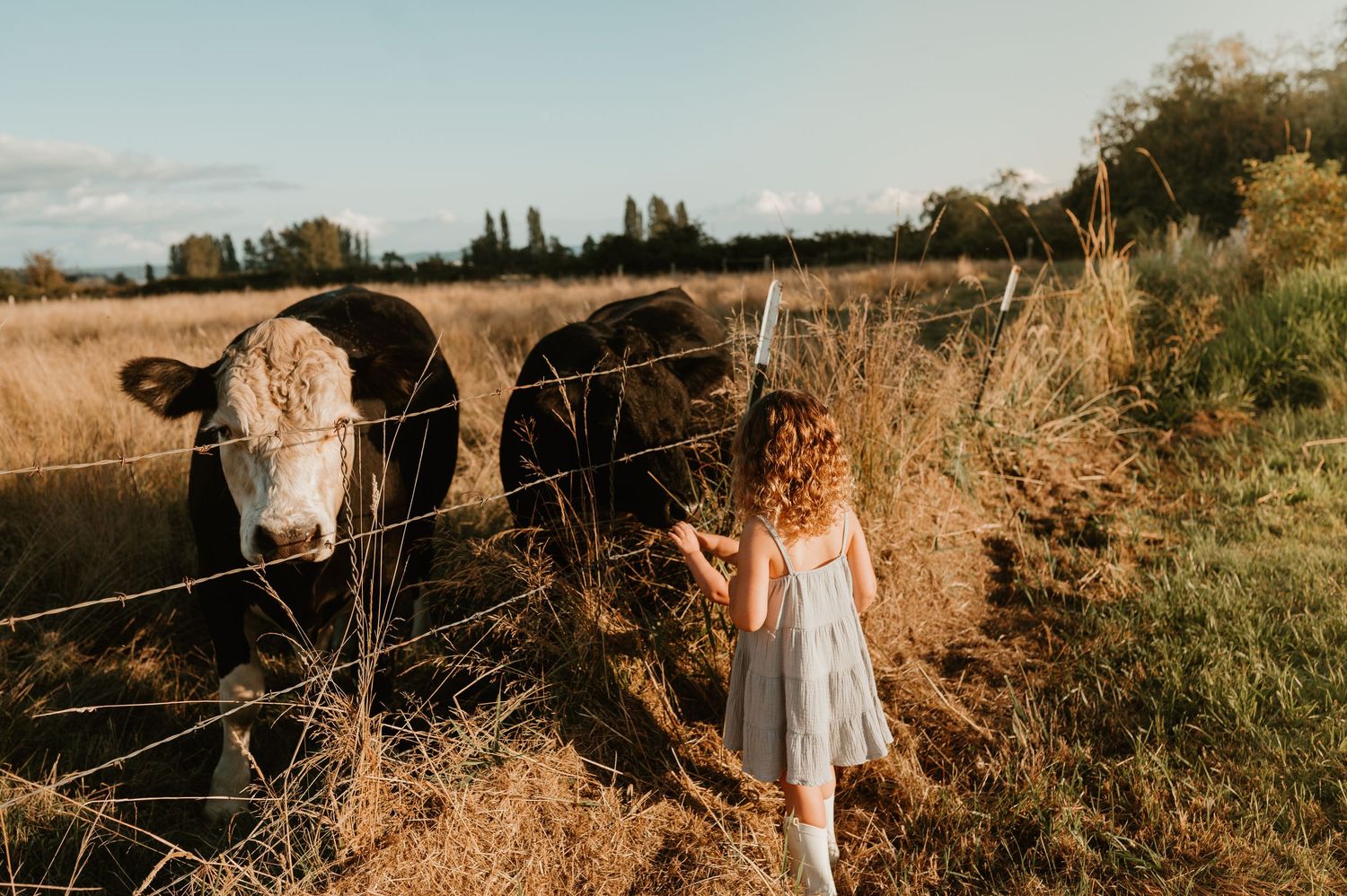 A young girl in a white dress feeds cows through a wire fence in a sunny rural field.