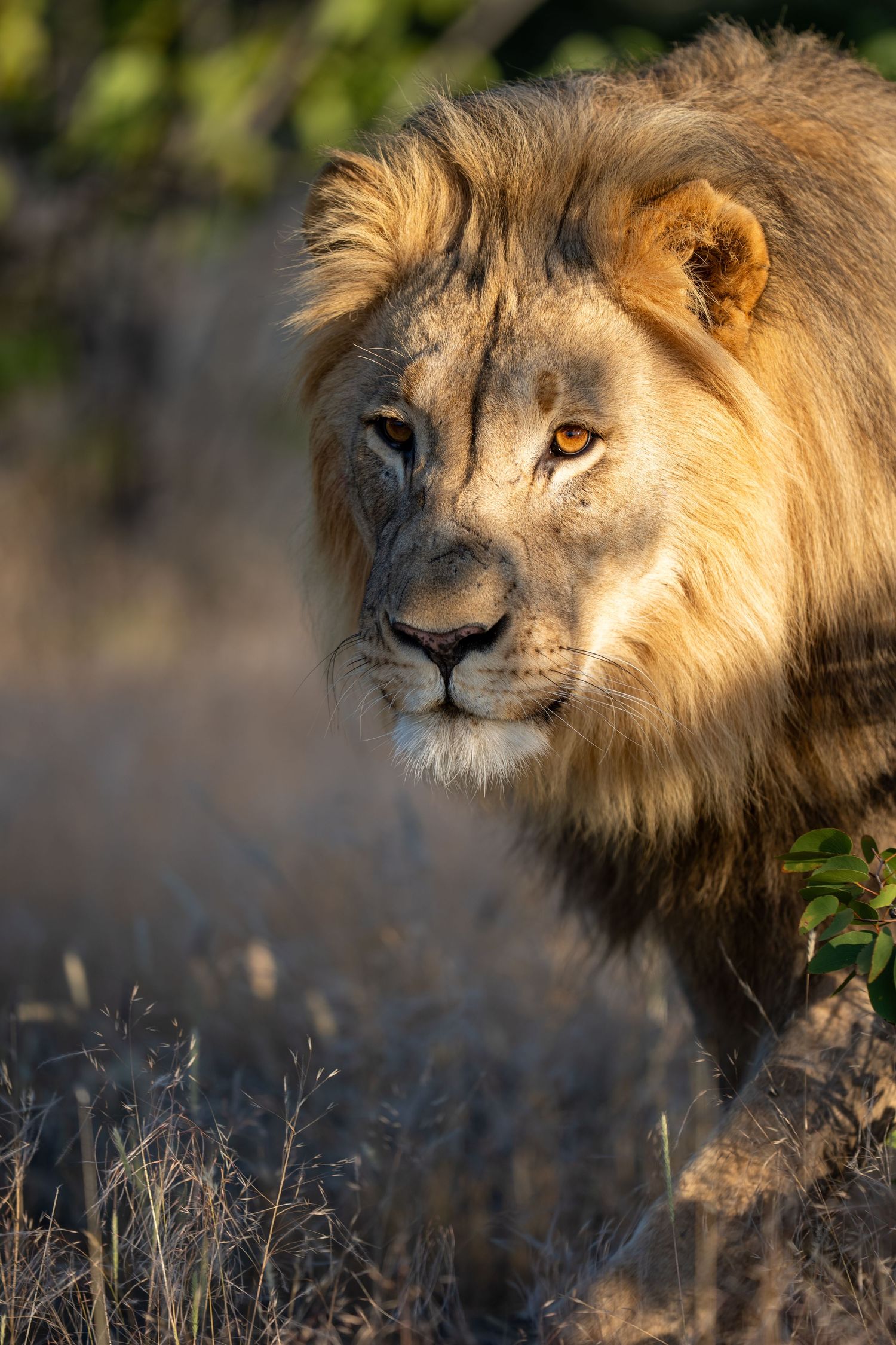 A majestic male lion with a golden mane walks through dry savanna grass, gazing intently forward in warm sunlight.