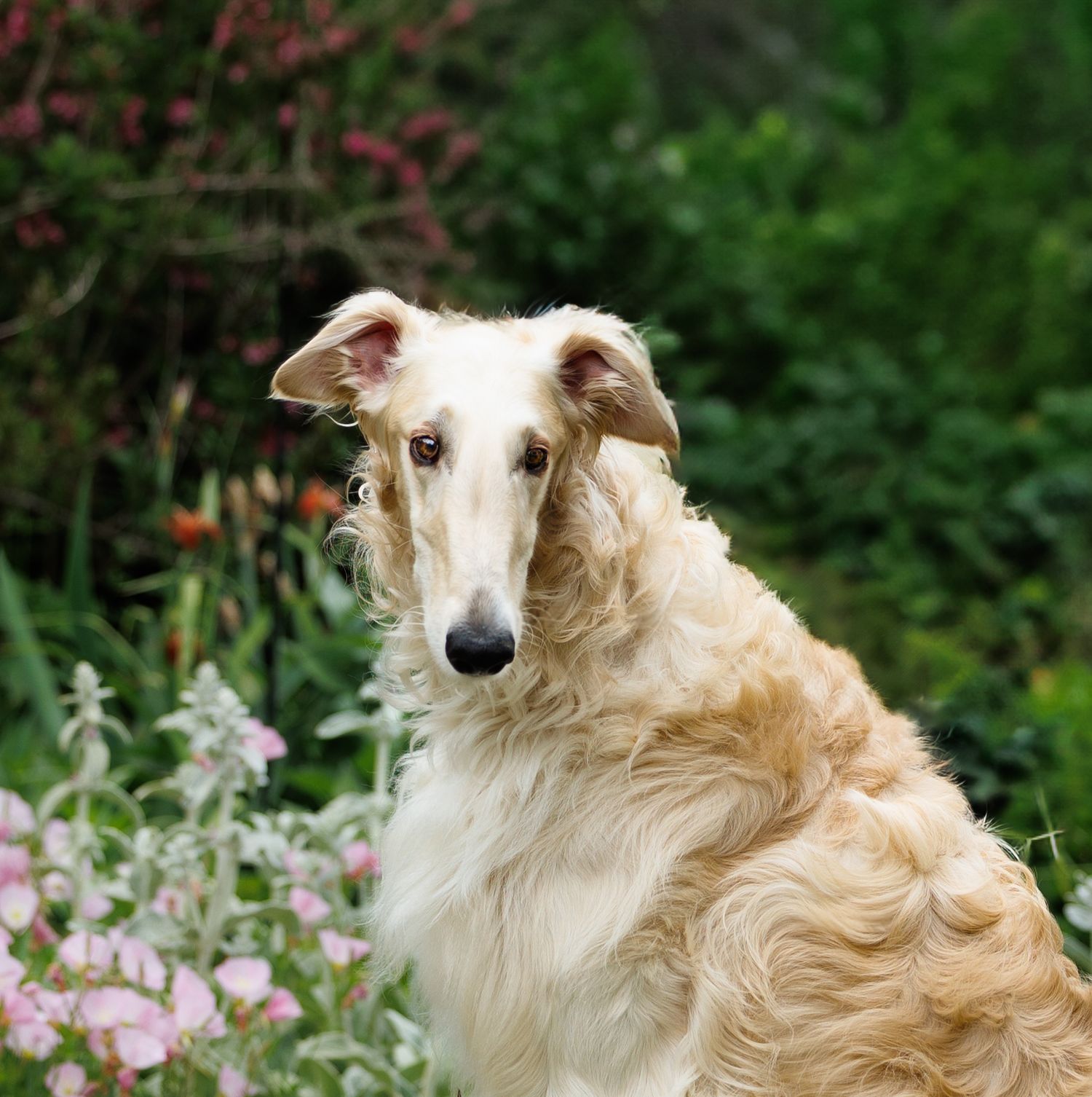 A elegant Borzoi dog with cream curly fur sits gracefully among pink flowers and lush green garden foliage.