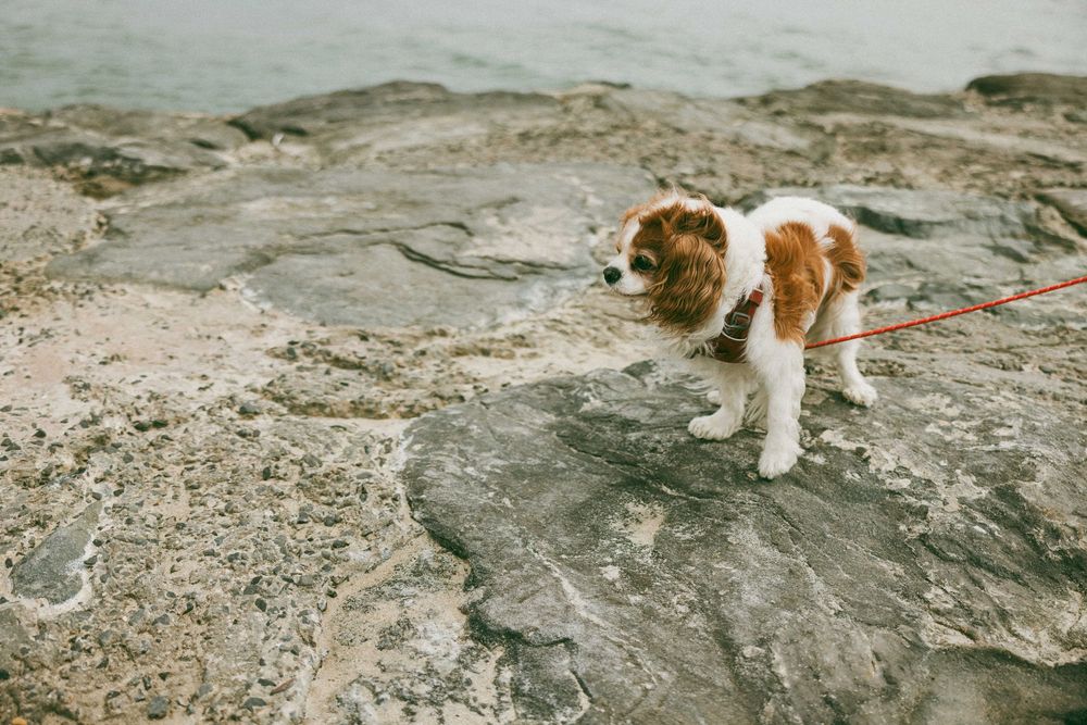 A Cavalier King Charles Spaniel on a red leash standing on rocky coastal terrain near water.