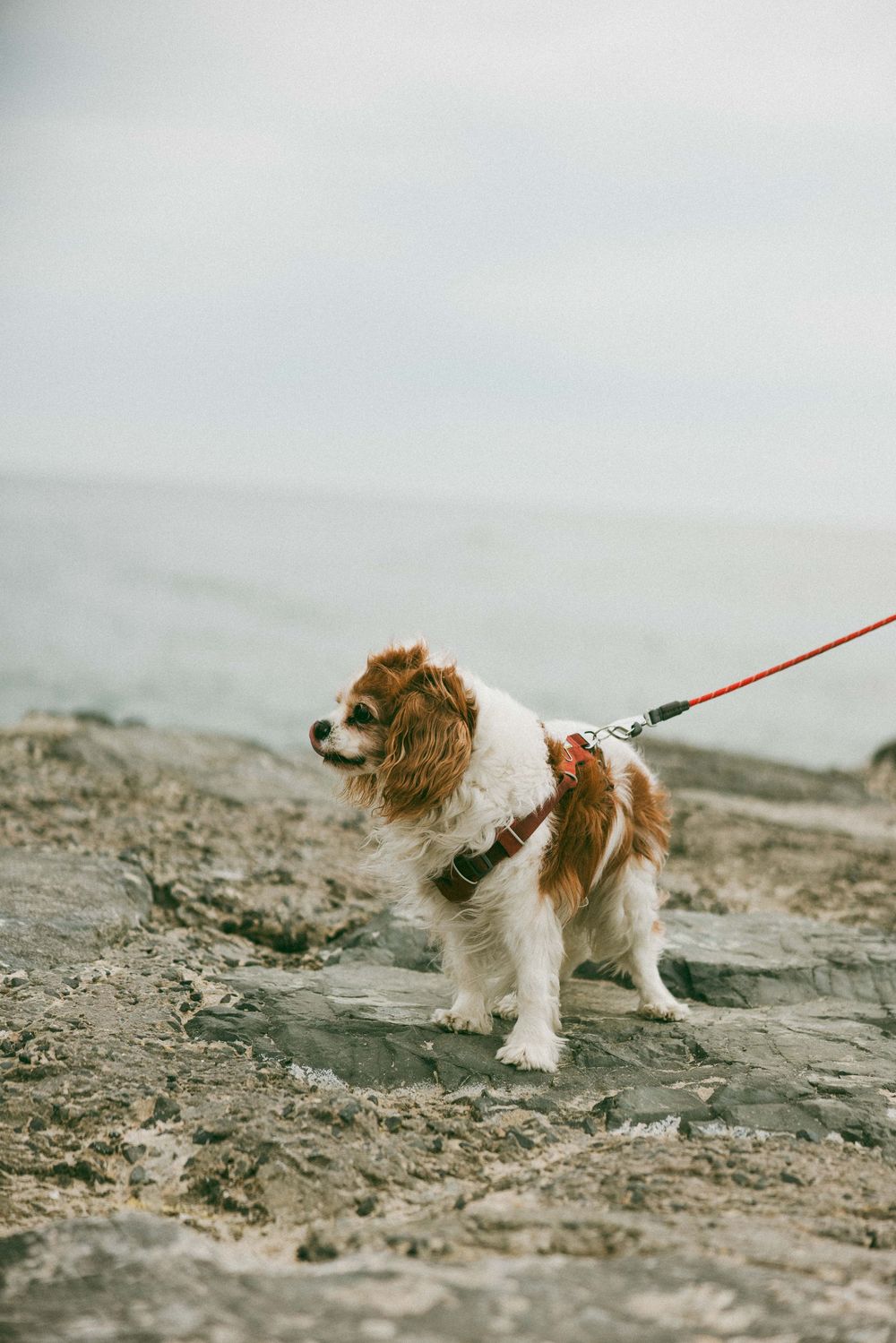A Cavalier King Charles Spaniel on a red leash sits on rocky coastal terrain with a misty ocean backdrop.