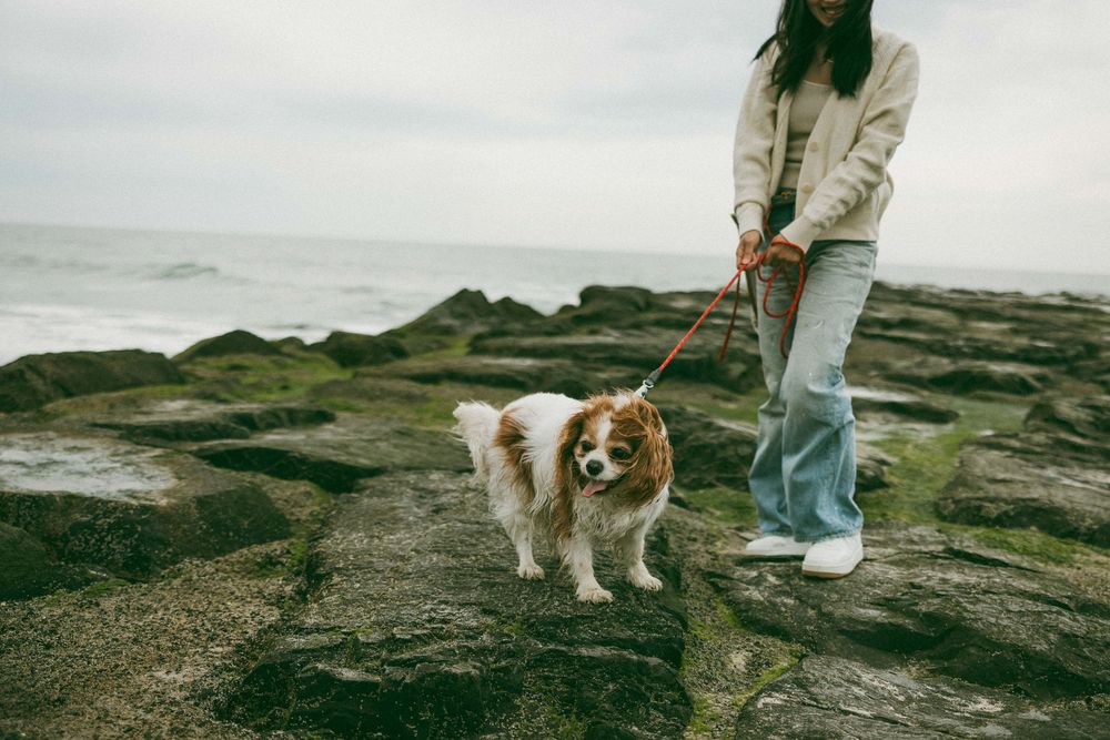 A woman walks a Cavalier King Charles Spaniel on a rocky coastal shoreline with mossy rocks and overcast skies.