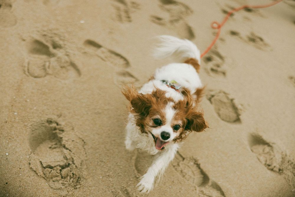 Adorable Papillon dog on a leash standing in sand surrounded by footprints at the beach.