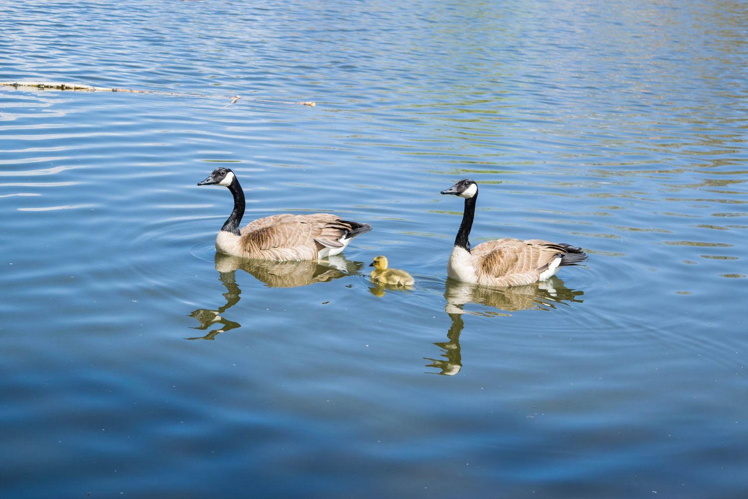 Two Canada geese swim with a fluffy yellow gosling on a calm blue lake.