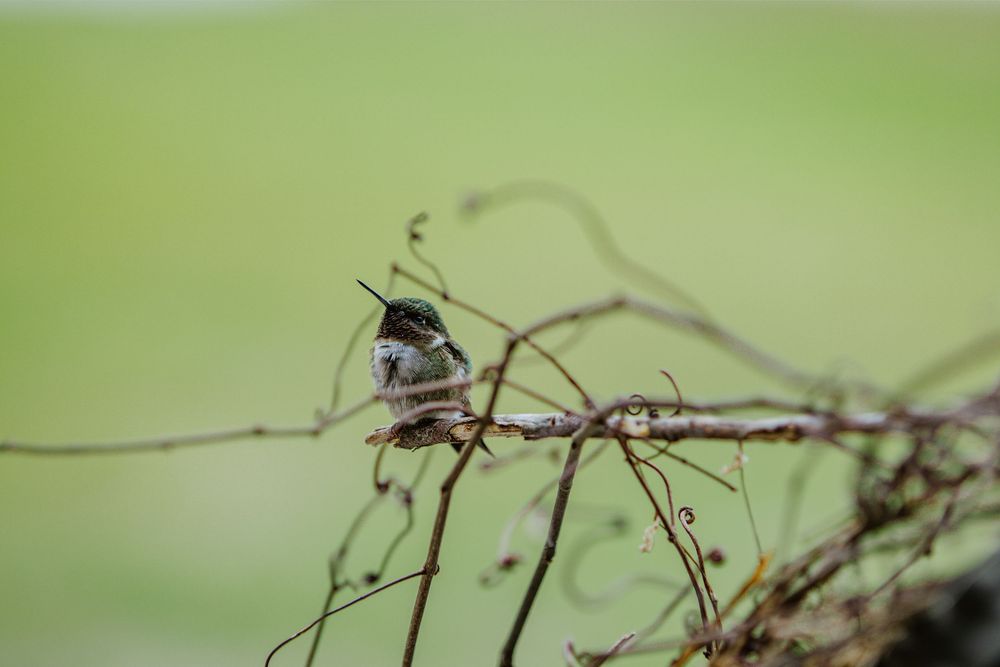 hummingbird nature photography