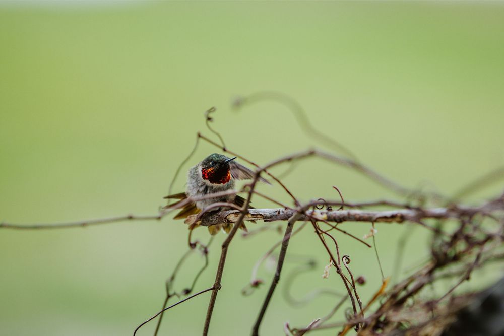 hummingbird nature photography