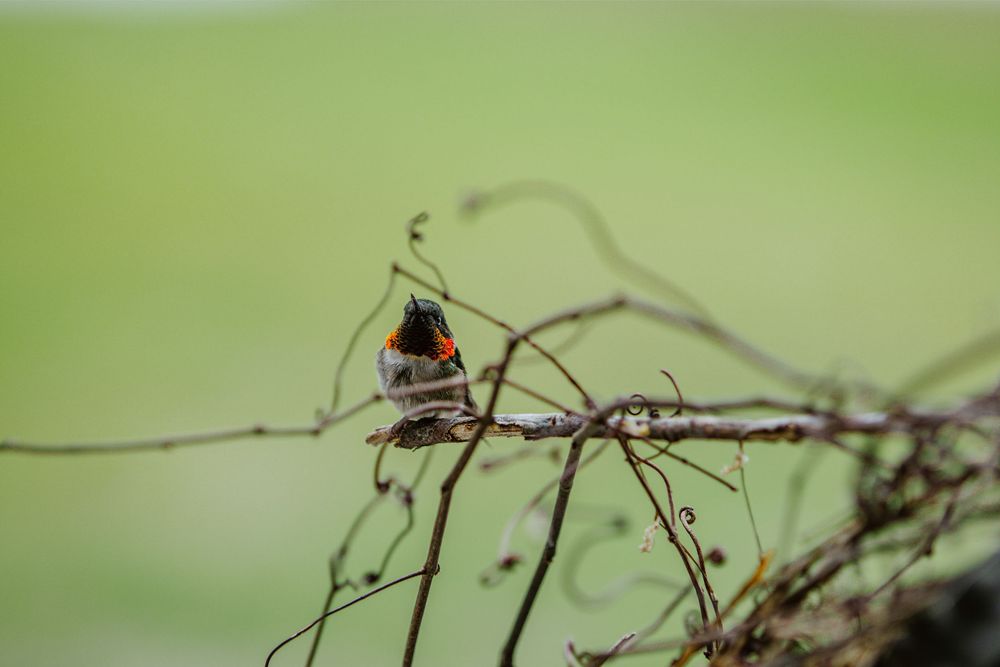hummingbird nature photography