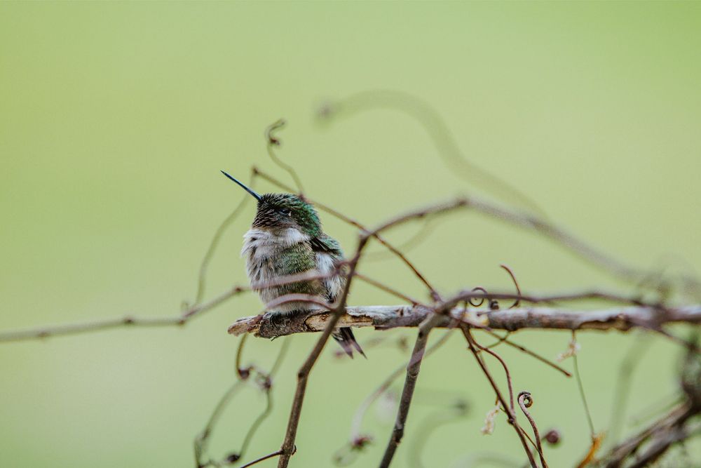 hummingbird nature photography