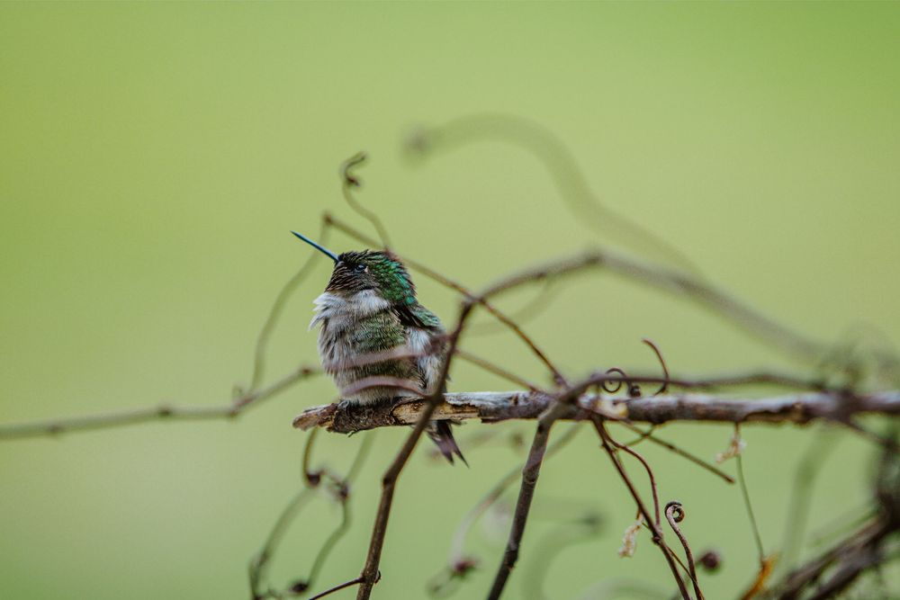 hummingbird nature photography