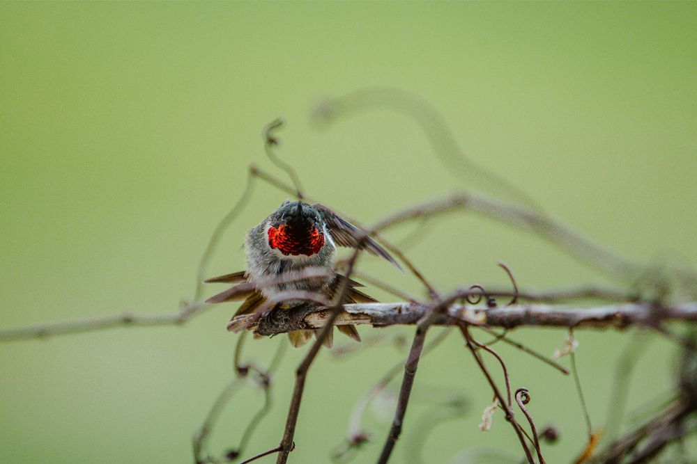 hummingbird nature photography