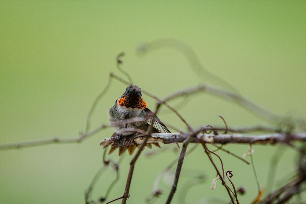 hummingbird nature photography