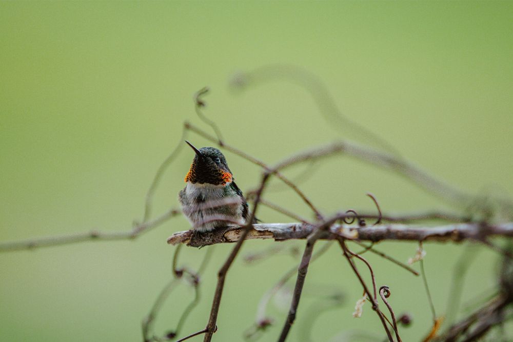 hummingbird nature photography
