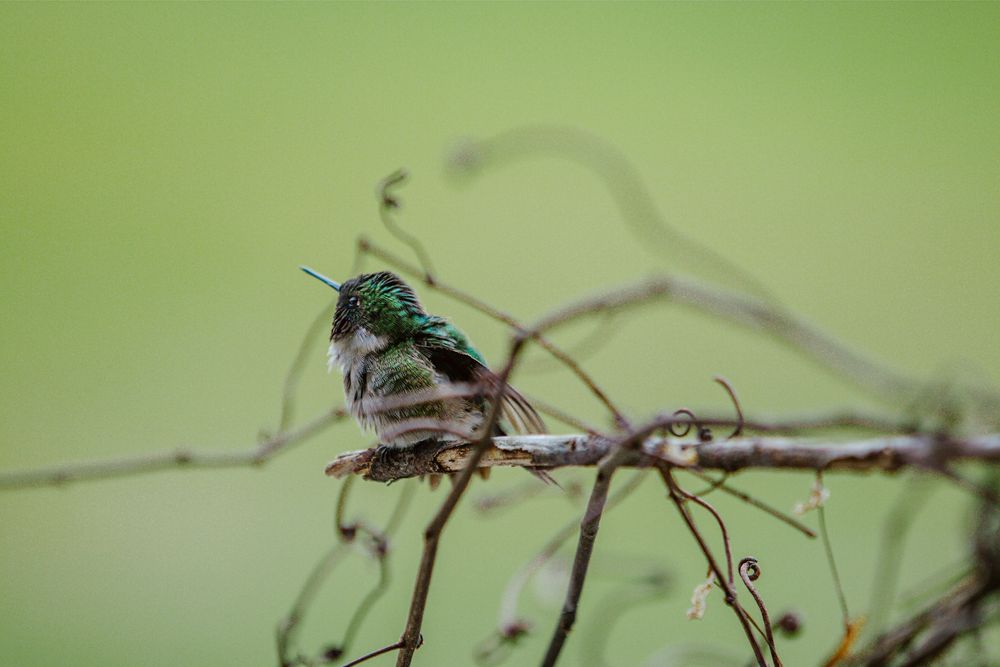hummingbird nature photography