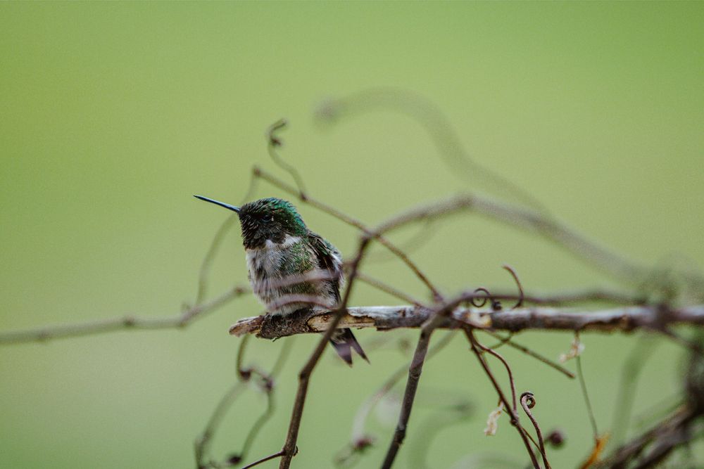hummingbird nature photography