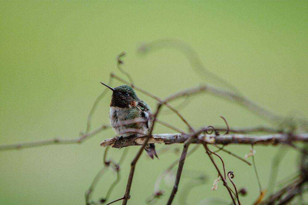 hummingbird nature photography