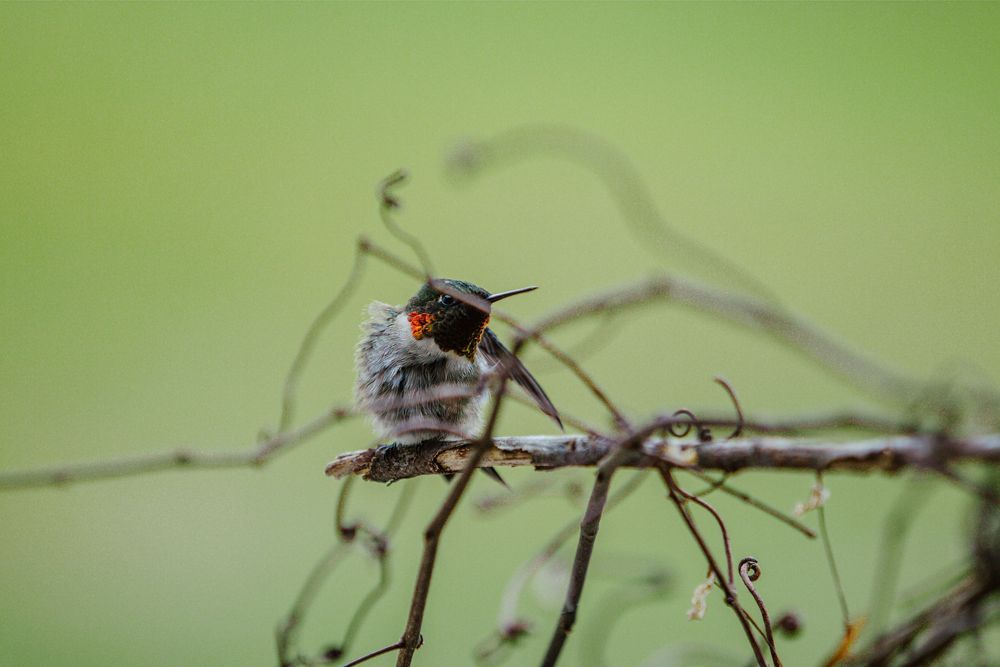 hummingbird nature photography