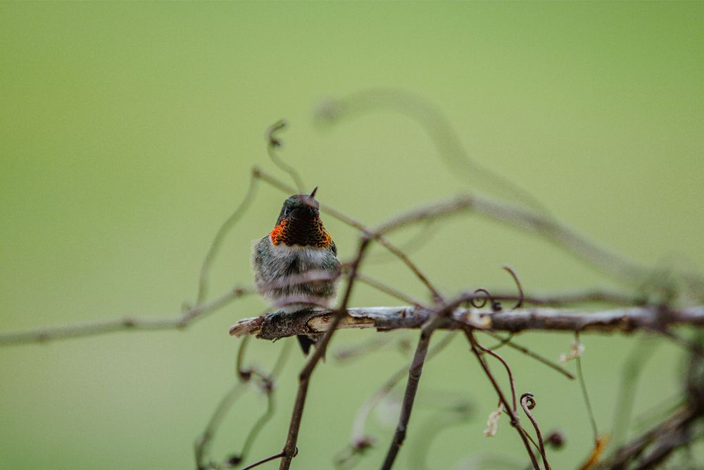 hummingbird nature photography