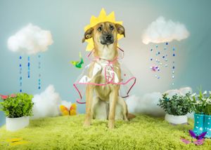 Dog wearing a raincoat posing with spring decorations and rain clouds.