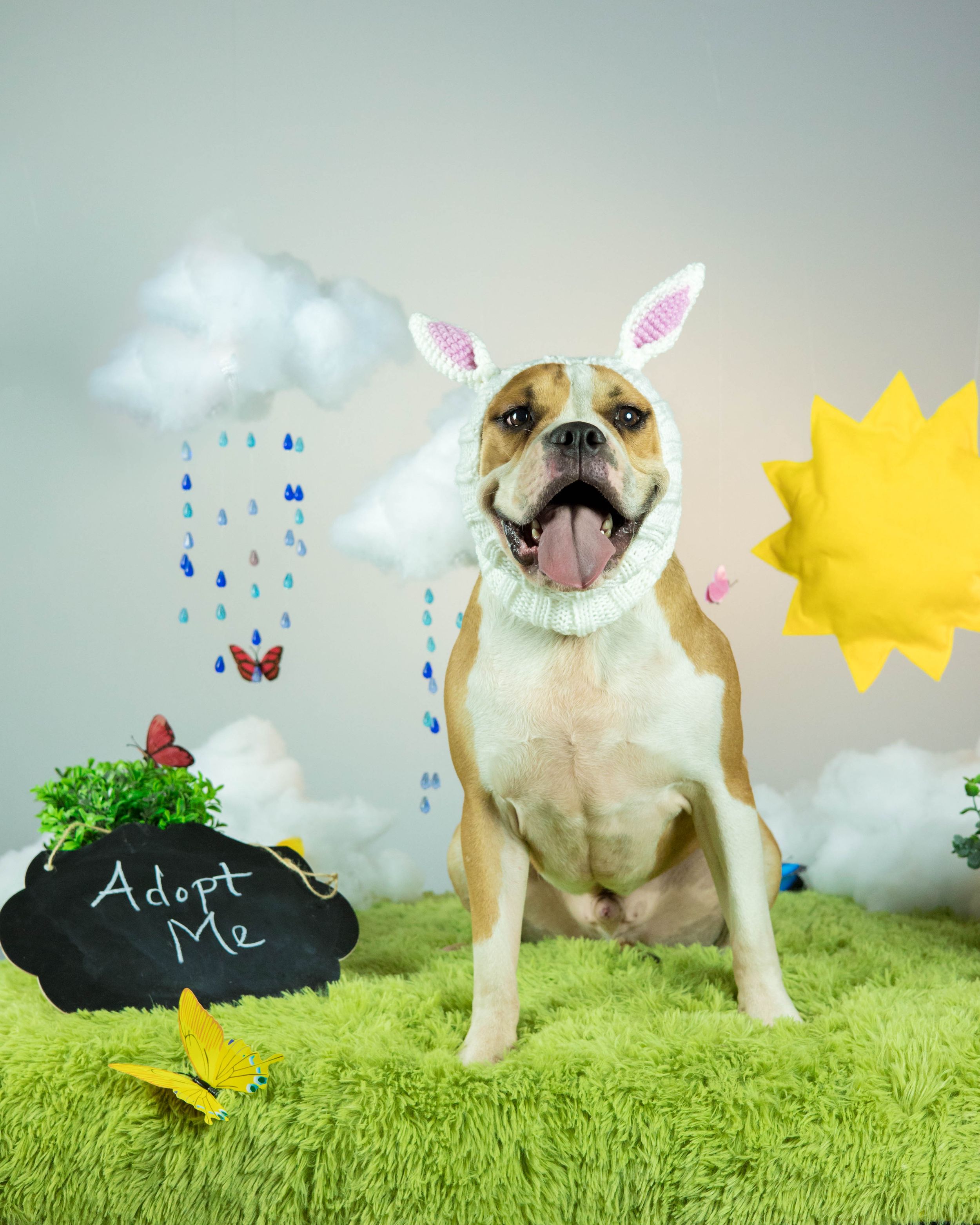 Bulldog wearing bunny ears posed on grass with sun and rain decorations.
