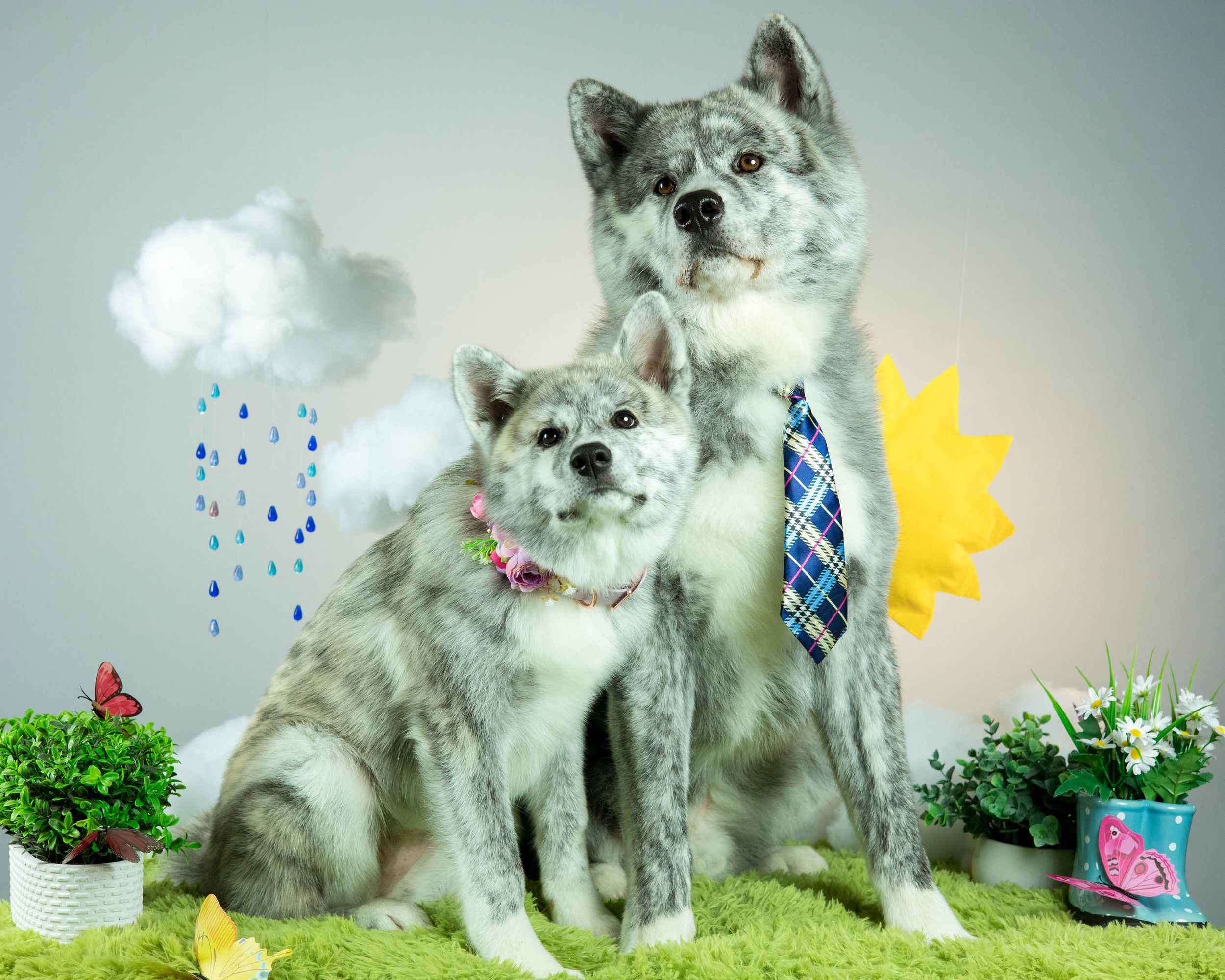 Two akita dogs pose in whimsical spring scene with rain cloud and flower props.