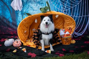 White fluffy dog sitting in giant pumpkin with spooky Halloween decorations and cobwebs.