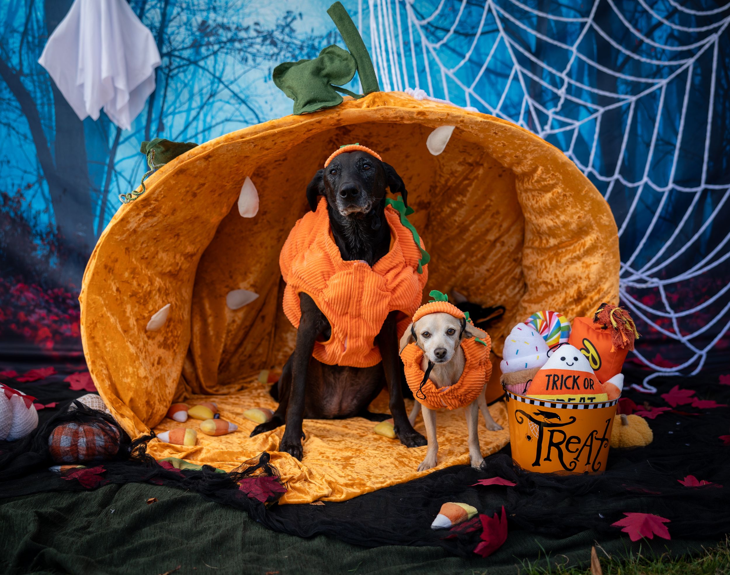 Two dogs wearing orange pumpkin costumes sitting inside giant pumpkin with Halloween decorations.