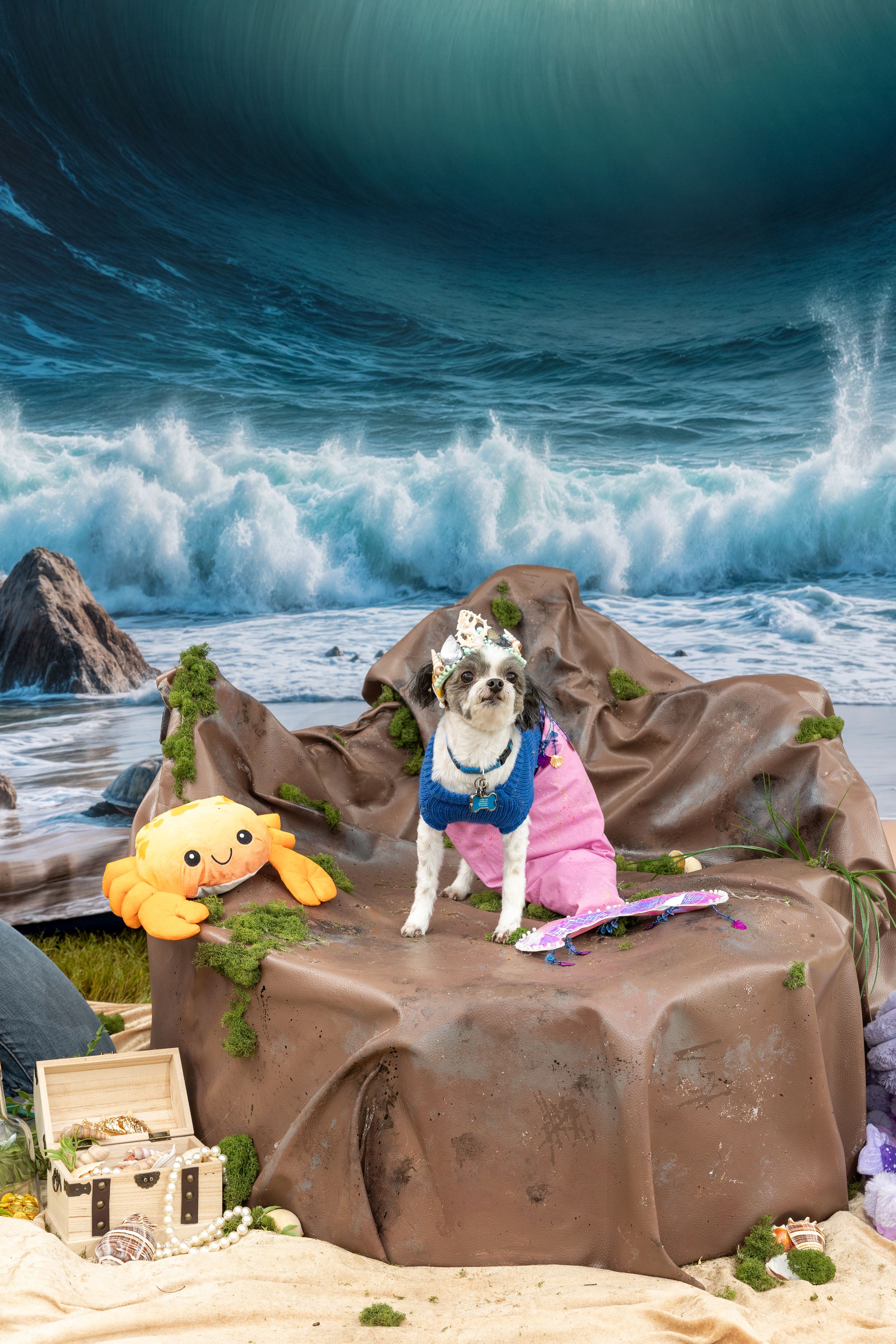 Small dog in pink mermaid outfit poses on brown rock formation with stormy ocean background.