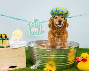 Happy golden retriever sitting in metal tub with bath time decorations and rubber duck.