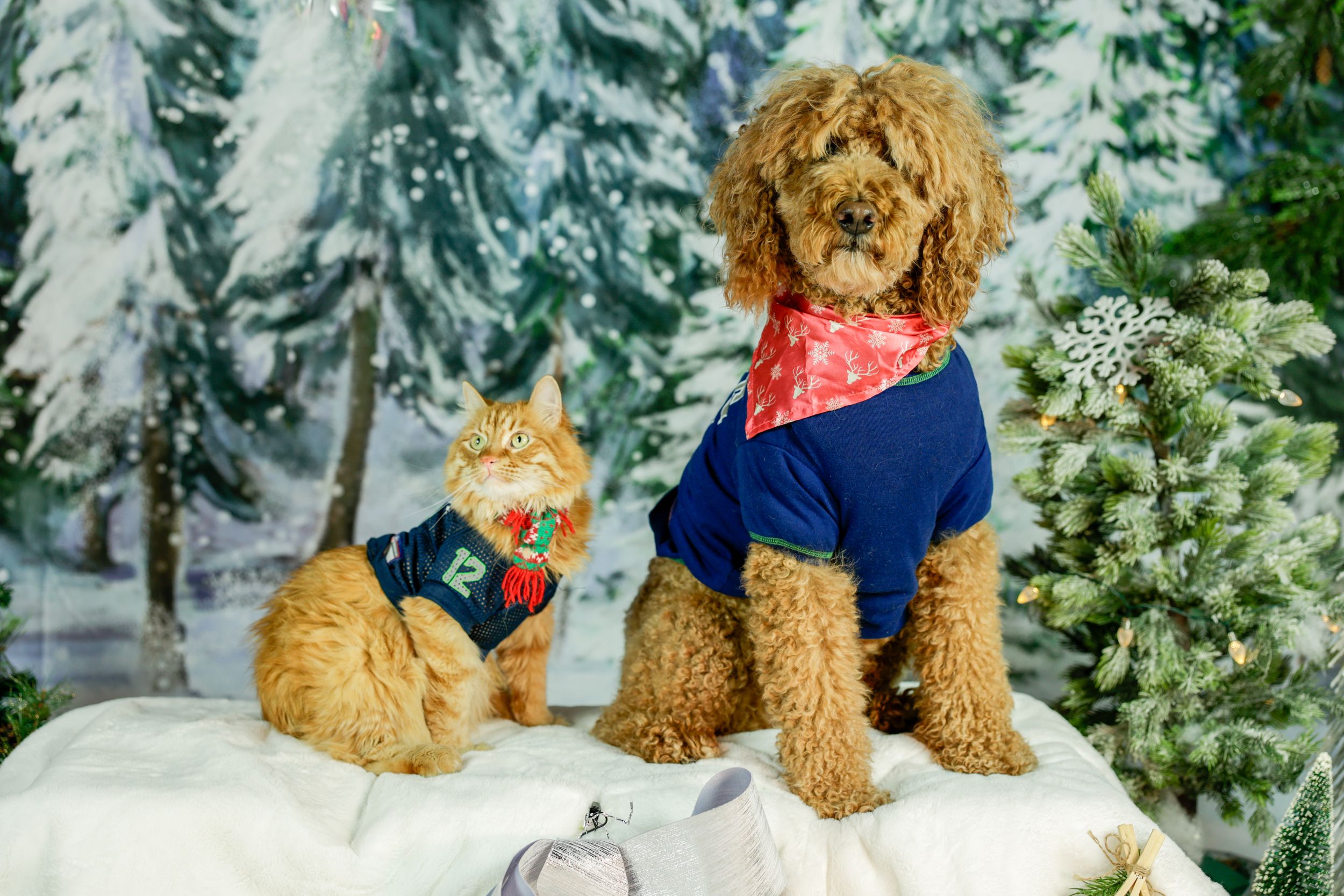 Goldendoodle and cat wearing winter outfits in snowy forest scene.