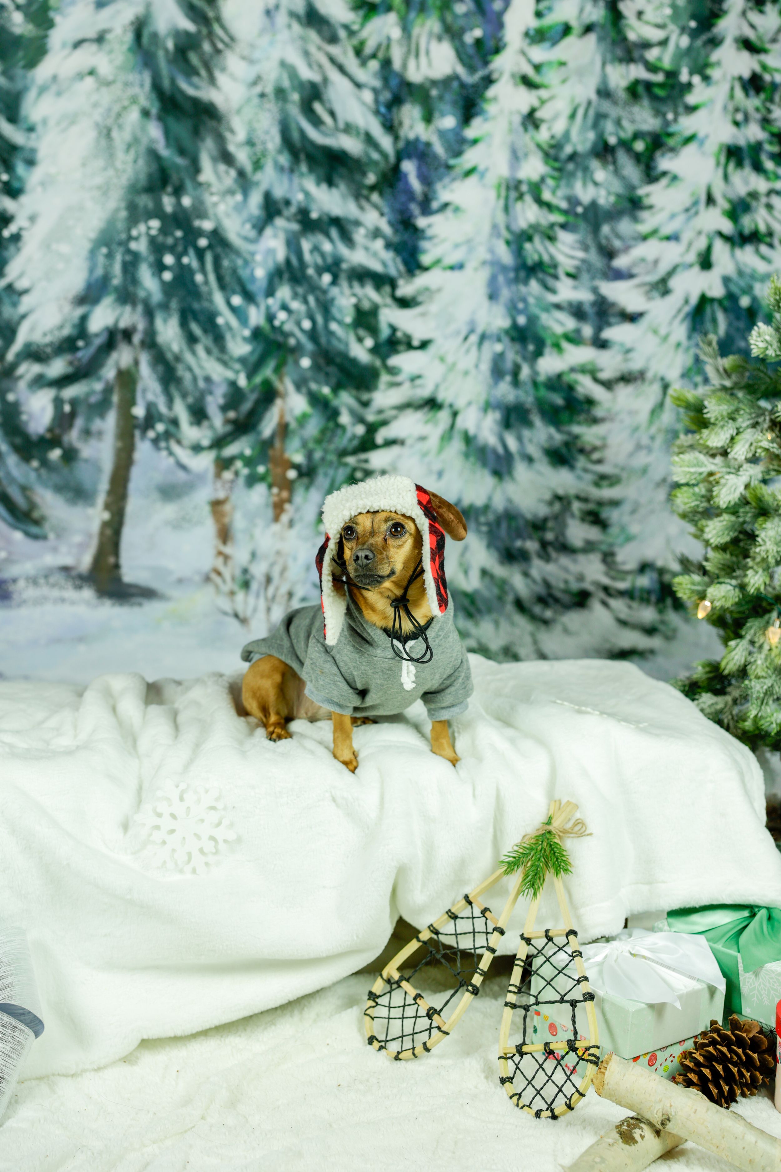 Small dog wearing winter outfit posing in snowy forest setting with pine cones and decorations.