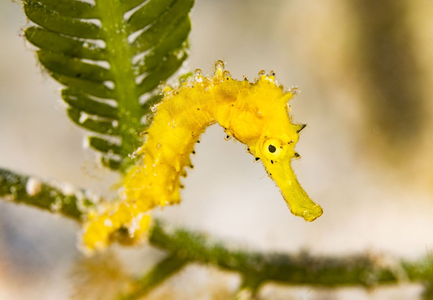A bright yellow pygmy seahorse clings to a green seaweed frond in an underwater macro photograph.