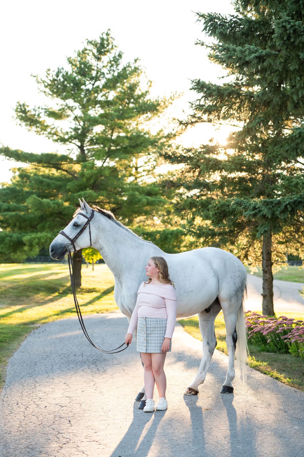 A beautiful white horse stands on a sunlit path beside tall pine trees during golden hour.