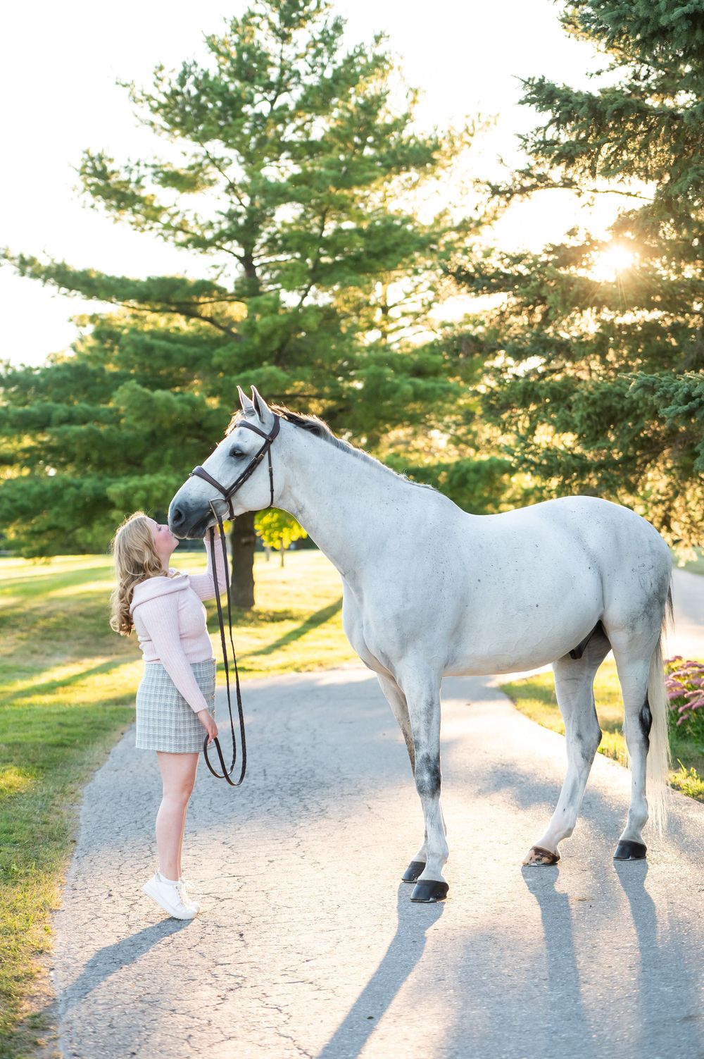 A beautiful white horse stands on a sunlit path with pine trees in the background during golden hour.