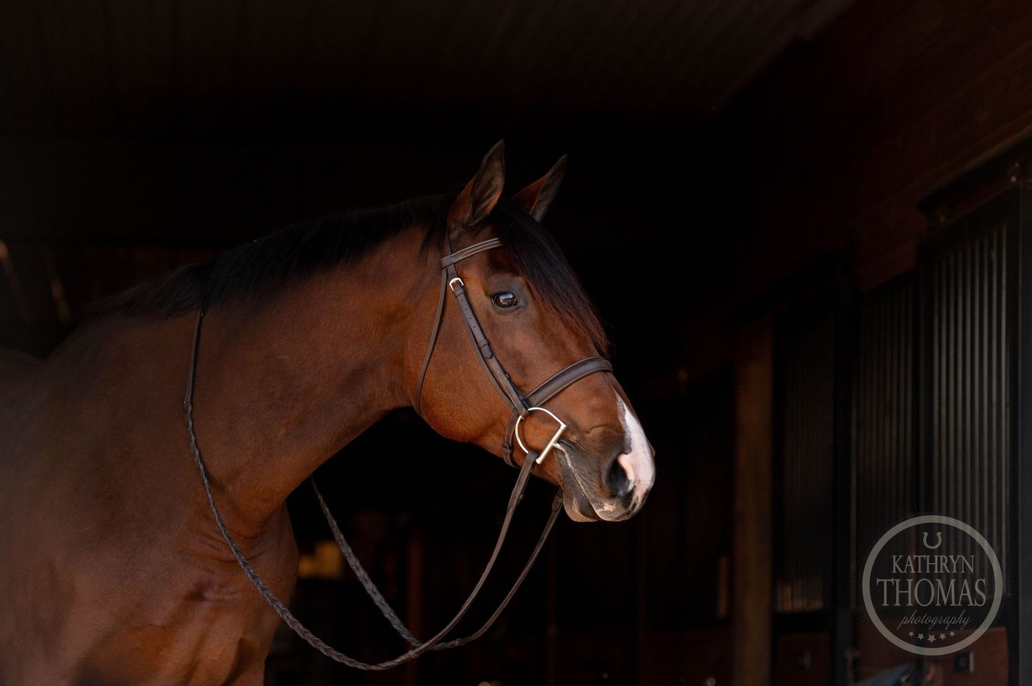 Portrait of brown horse with bridle in stable lighting showing classic profile.