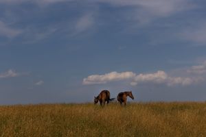 two horses lazily grazing with a blue sky ahead