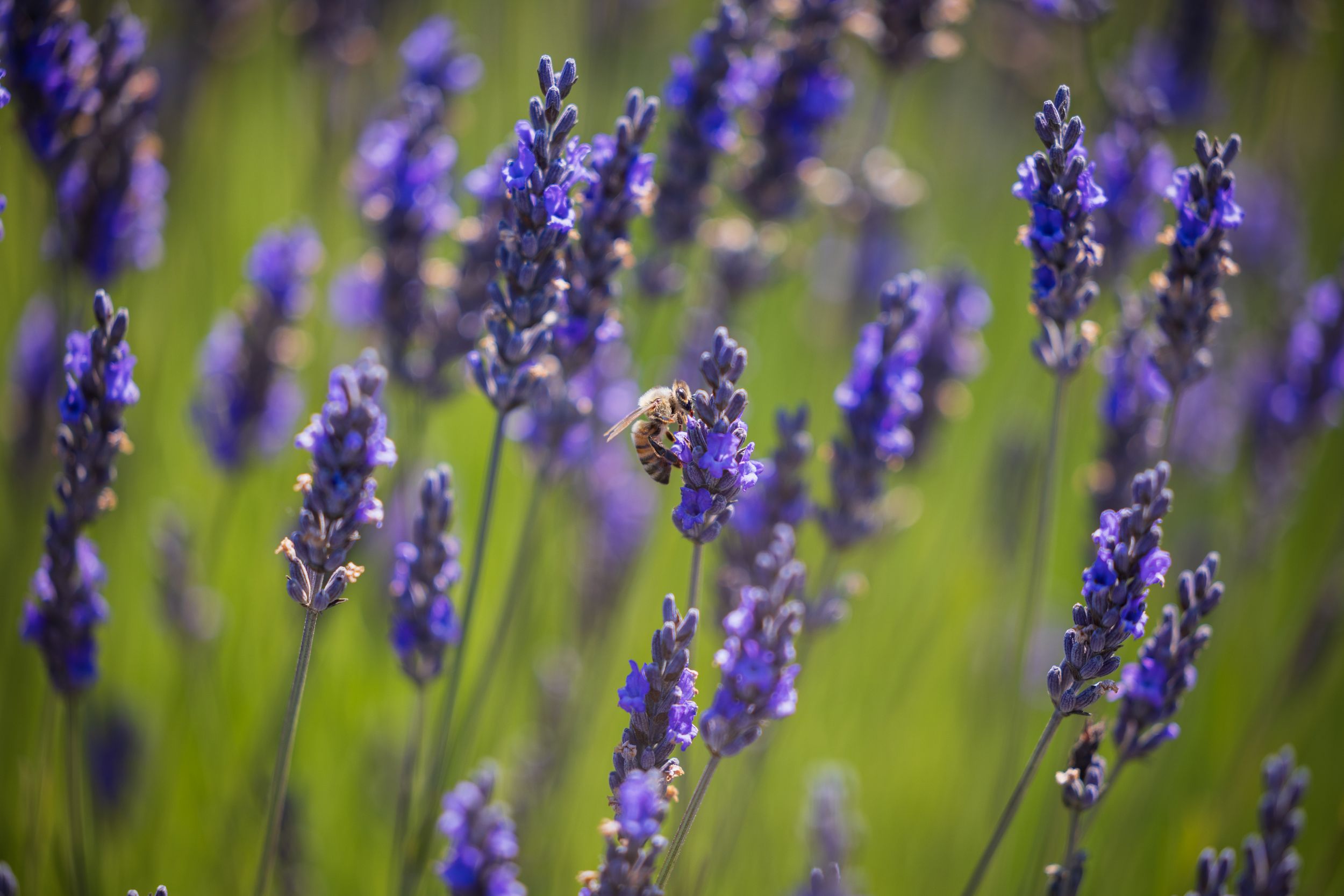 Sequim Washington lavender farm lavender bush with bee pollinating it.