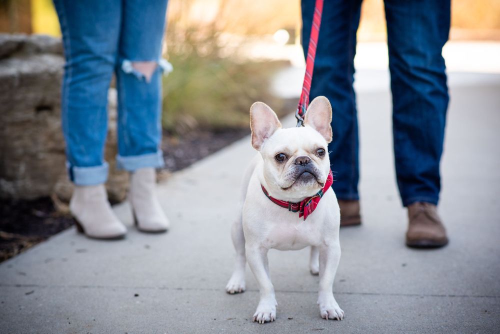 A cream-colored French Bulldog wearing a red collar stands on a sidewalk between two people in jeans.