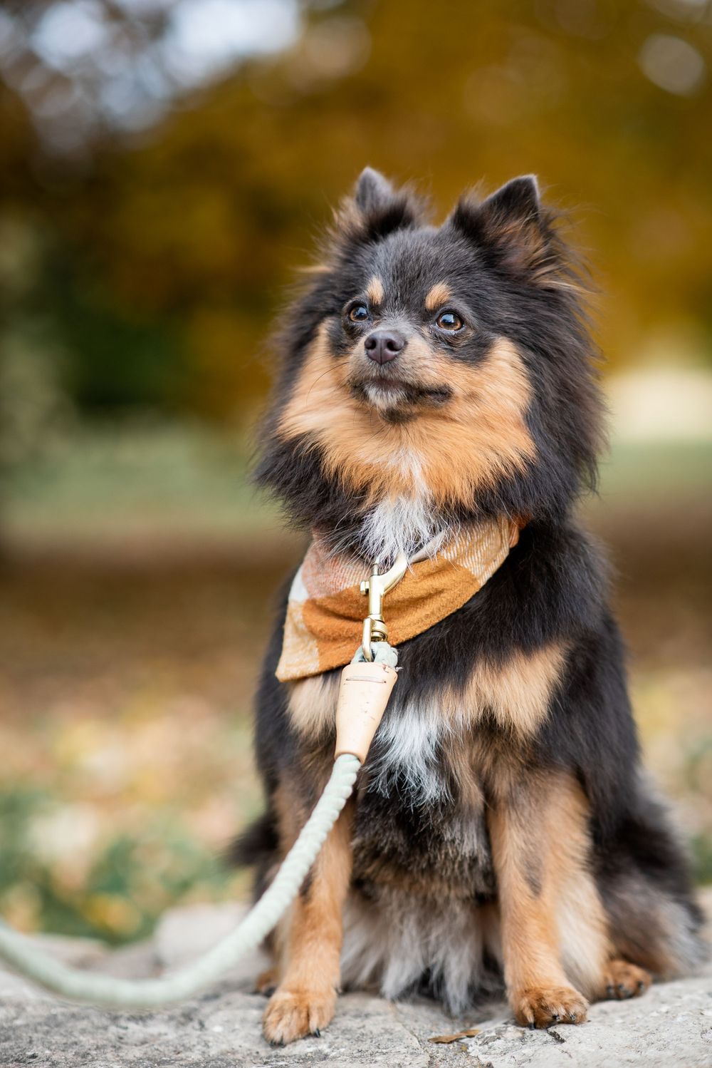 Adorable Pomeranian mix dog wearing brown harness sits outdoors with fluffy black and tan coat in autumn setting.