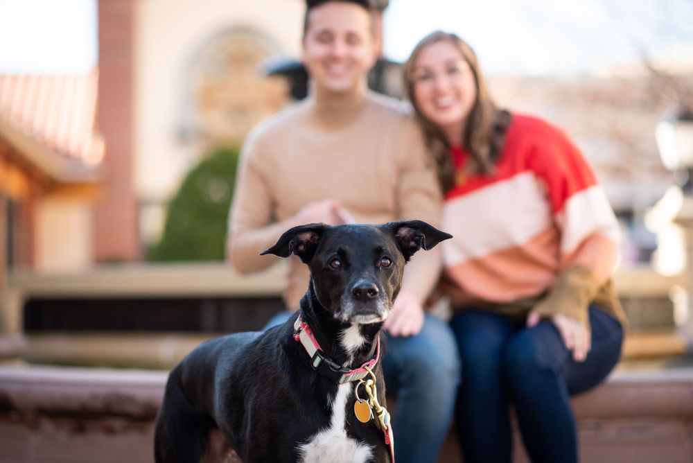A smiling black and white dog with a collar stands in focus while owners are blurred in the background.