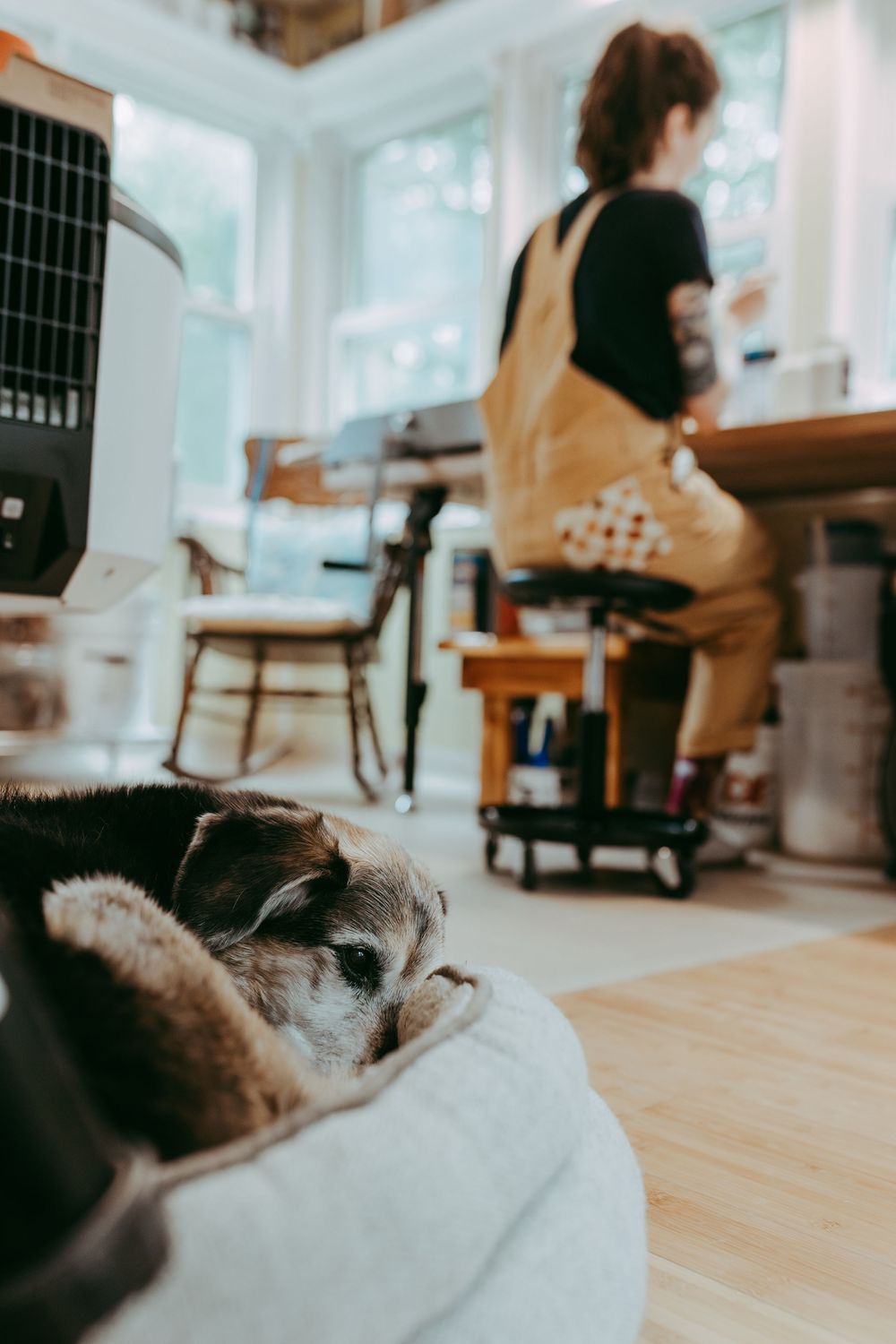 A small dog rests in a cozy bed while someone works in a sunlit home office with wooden floors. Branding photography, Whitney Popp, Arizona.