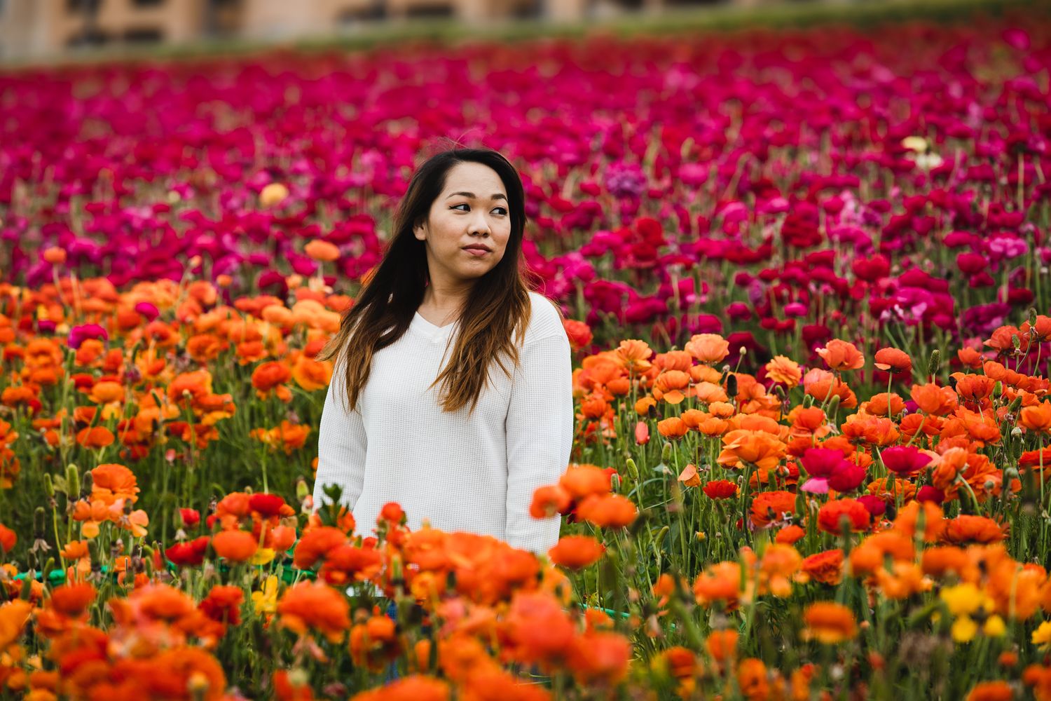 Someone stands among vibrant orange and pink tulip fields wearing a white sweater on a sunny day.