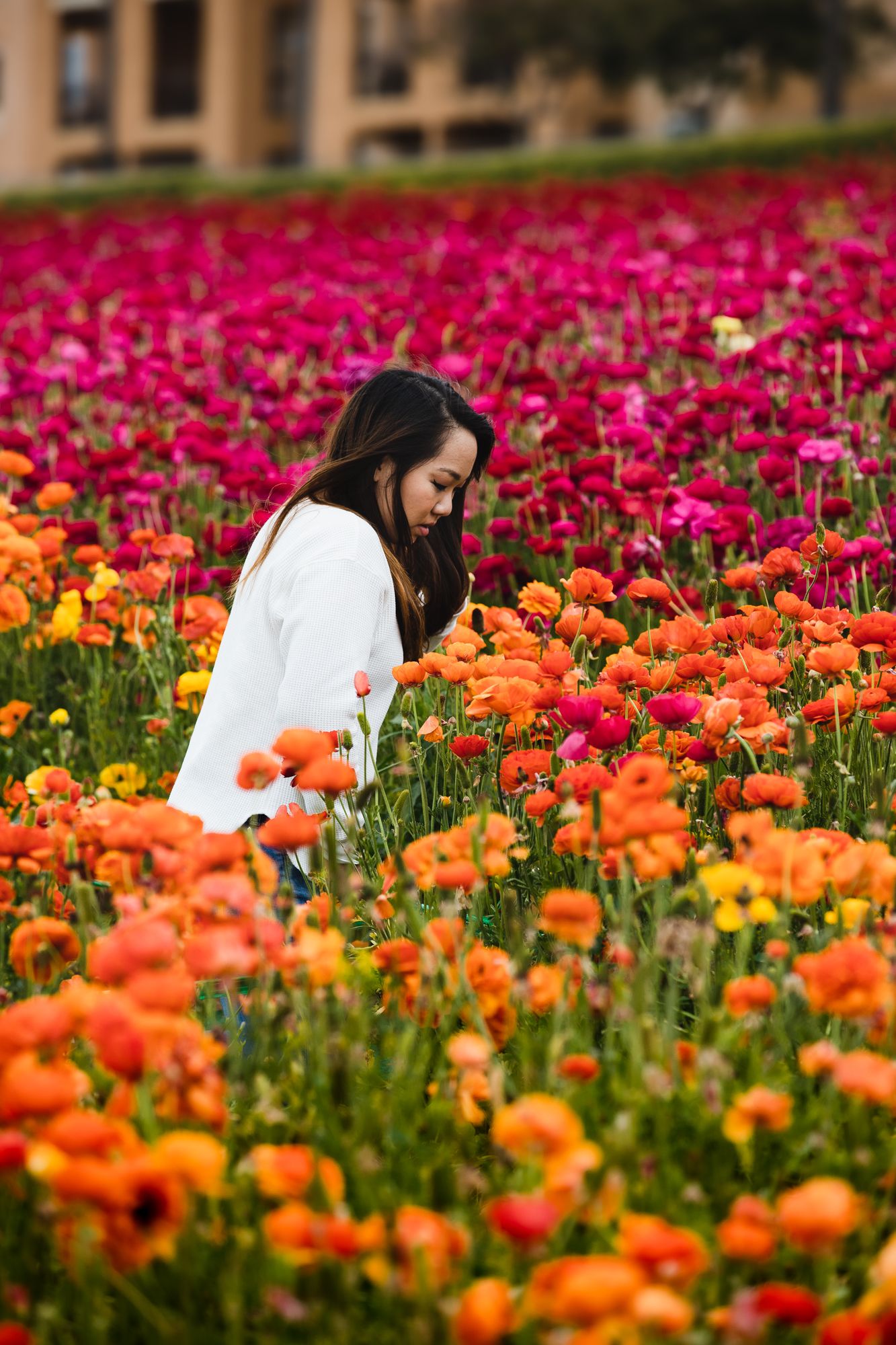 Someone in a white sweater sits among vibrant orange and pink ranunculus flowers in a blooming garden field.