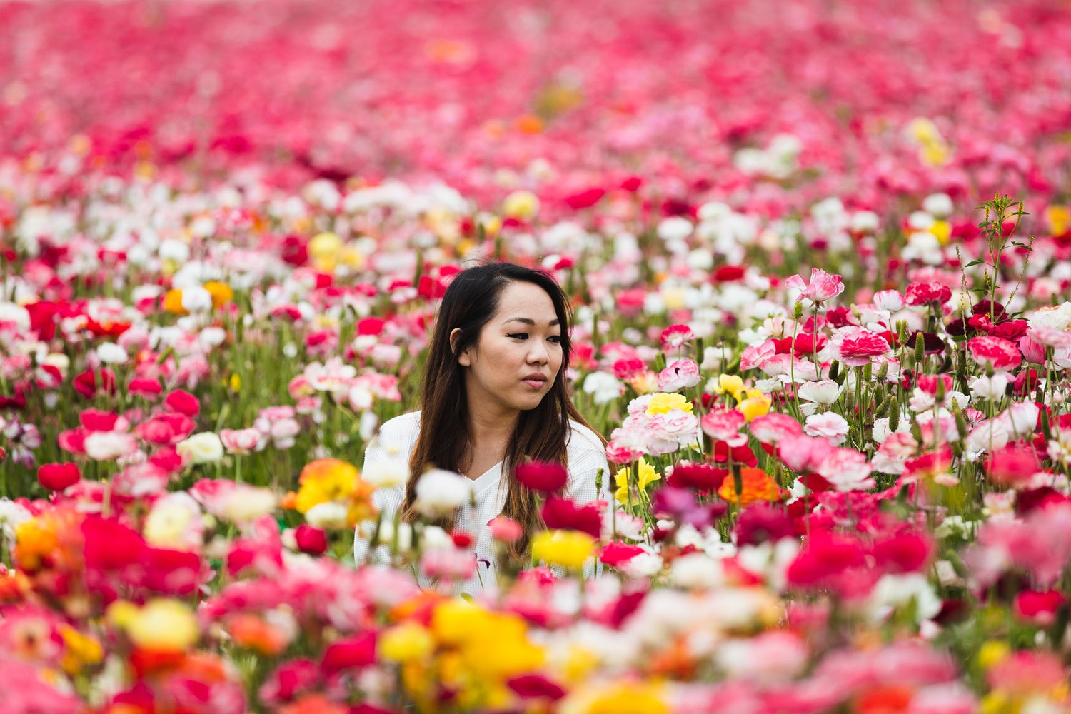 Person sits surrounded by vibrant pink, white and yellow flowers in a blooming spring flower field.