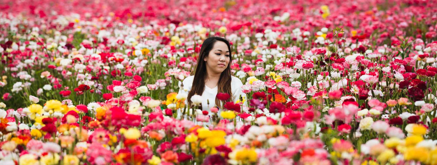 Person sitting among vibrant ranunculus flowers in a colorful field of pink, yellow and white blooms stretching to the horizon.
