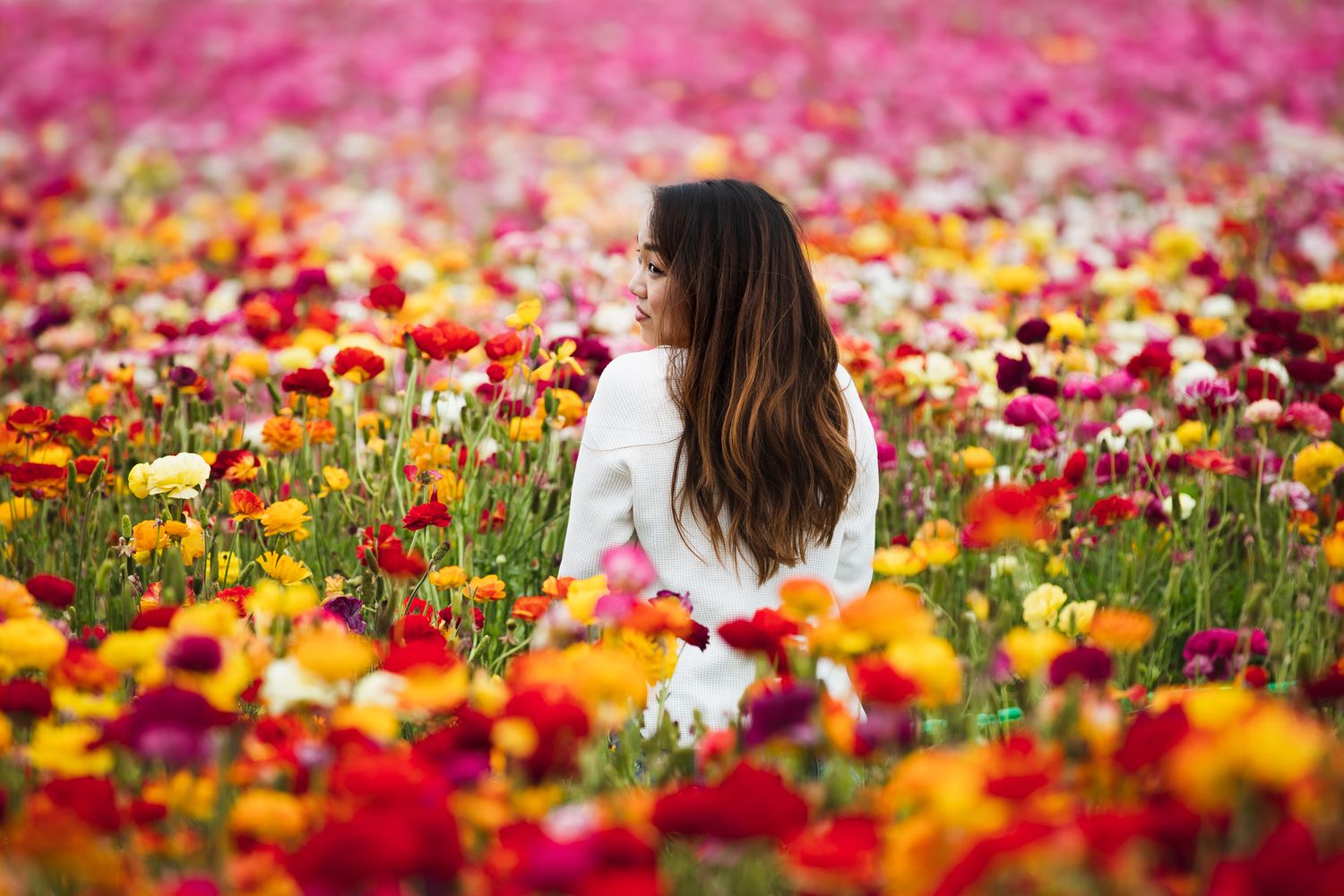 Someone wearing a white sweater sits among vibrant red, yellow and pink ranunculus flowers in a blooming flower field.