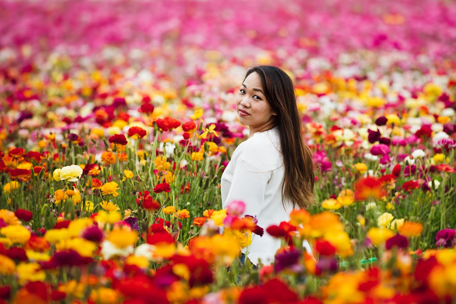 Someone wearing a white sweater poses in a colorful field of blooming spring ranunculus flowers in orange, pink and red.